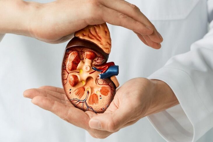 Nephrologist Treat Kidney Diseas