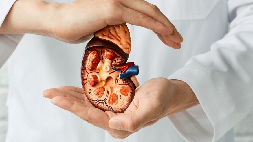 Nephrologist Treat Kidney Diseas